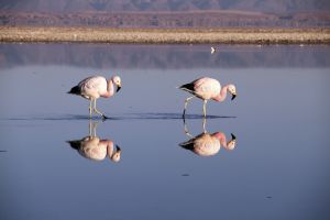 Watende Flamingos