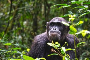 Schimpanse in den Wäldern Ugandas