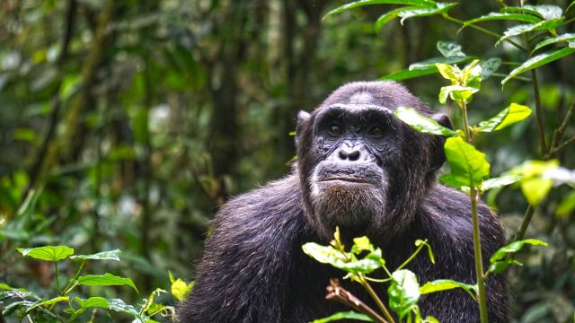 Schimpanse in den Wäldern Ugandas