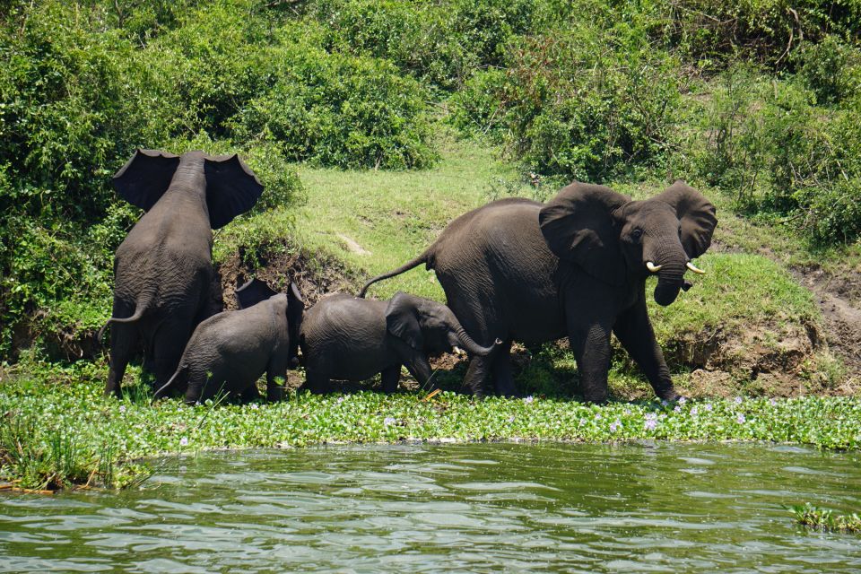 Elefanten am Kazinga-Channel