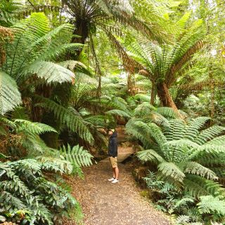 Michél Pretzsch im Farnwald auf Tasmanien