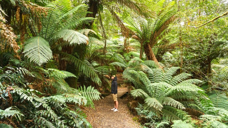 Michél Pretzsch im Farnwald auf Tasmanien