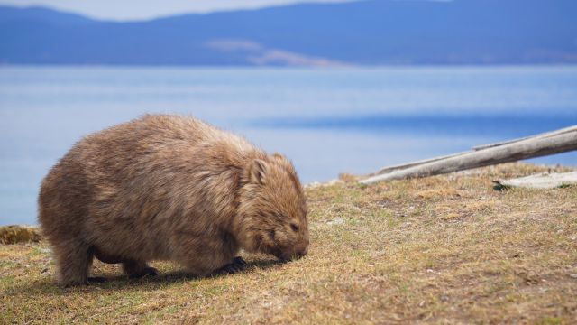 Wombat auf Maria Island, Tasmanien