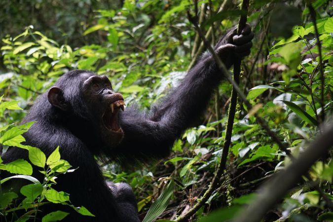 Schimpanse im Kibale NP © Diamir