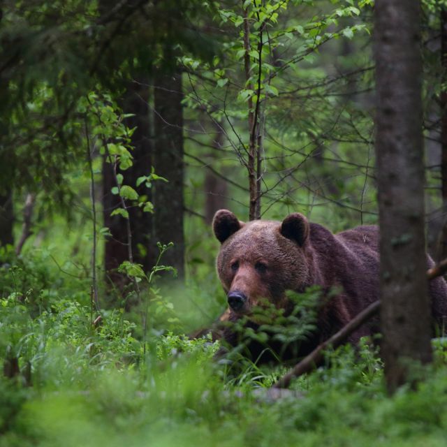 Auf Braunbärenbeobachtung in den Wäldern Estlands