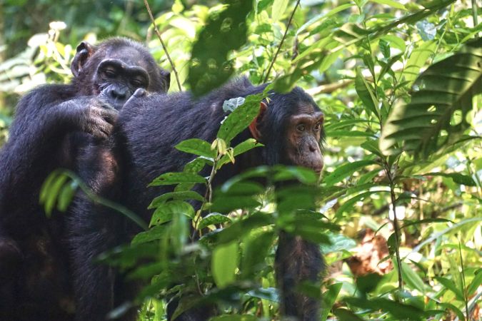 Schimpanse in den Wäldern Ugandas © Diamir