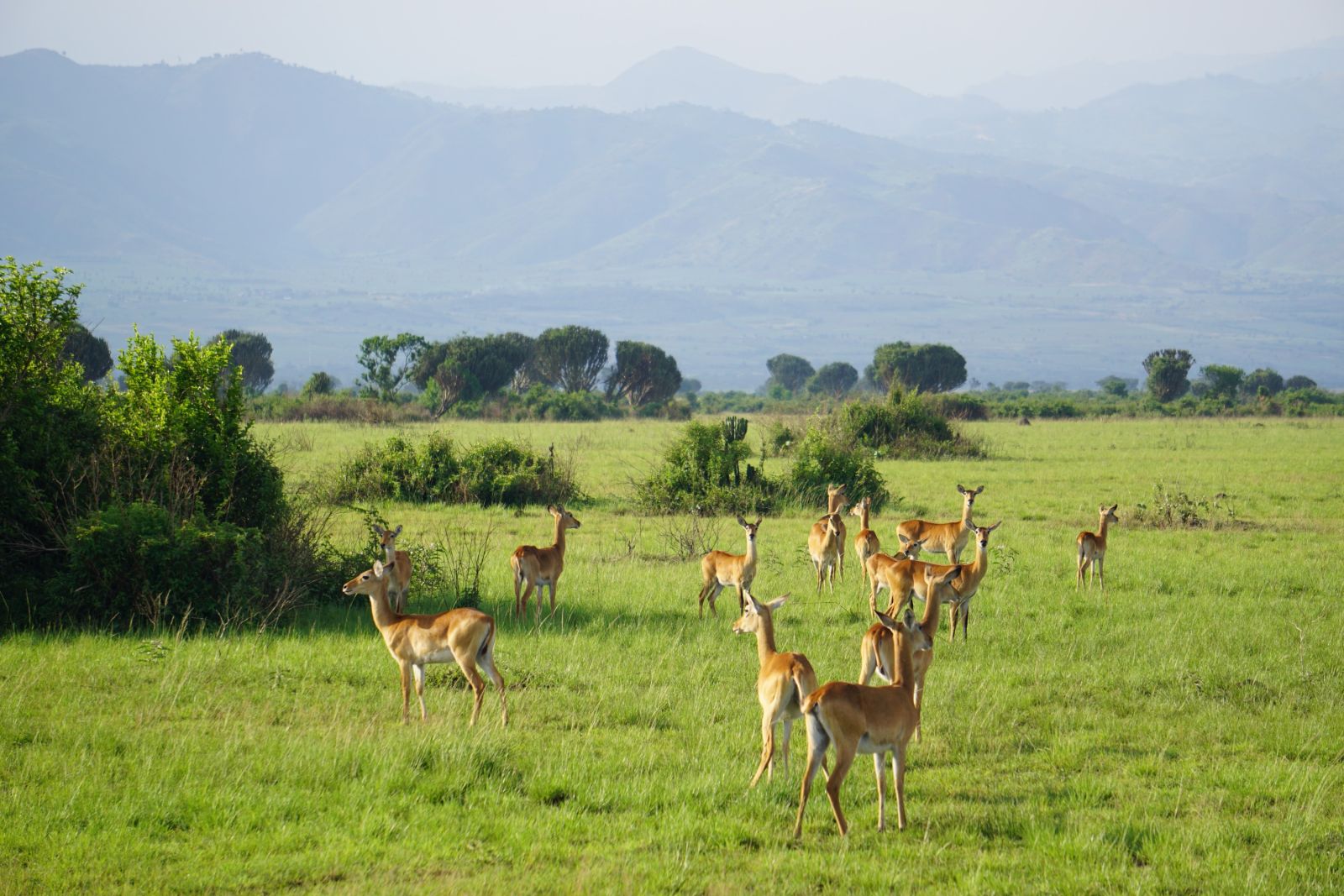 Uganda Kob-Antilopen in Uganda