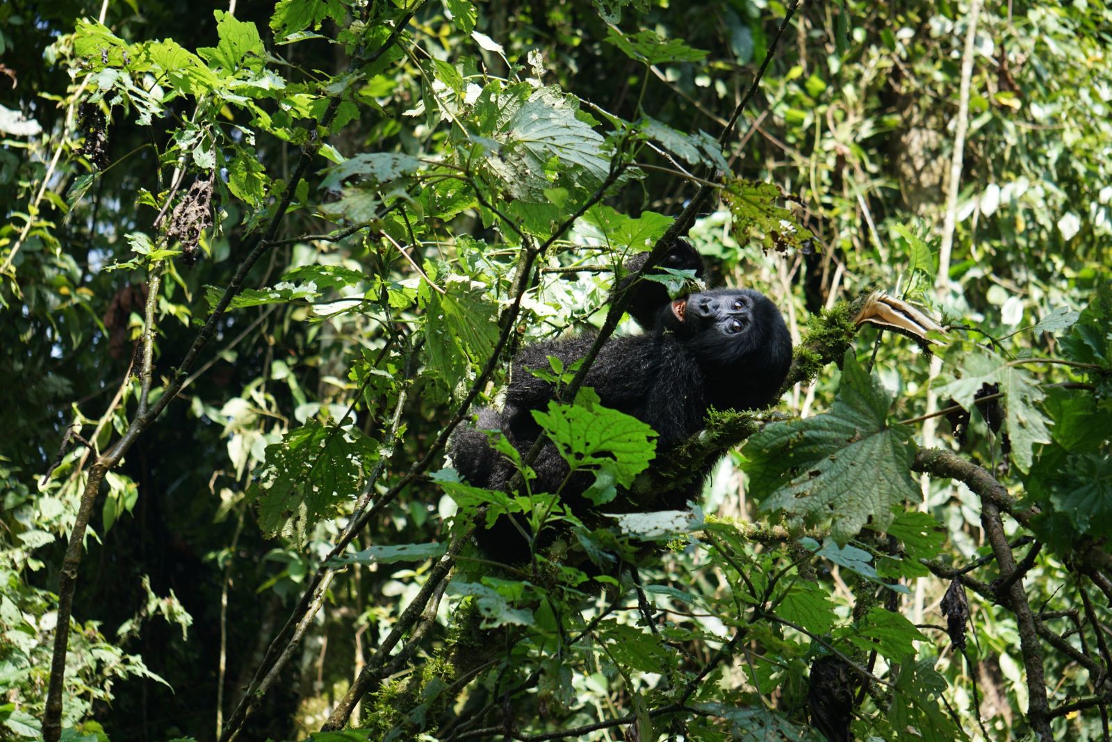 Gorilla in den Wäldern Ugandas