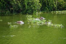 Ein See in Uganda mit Nilpferden