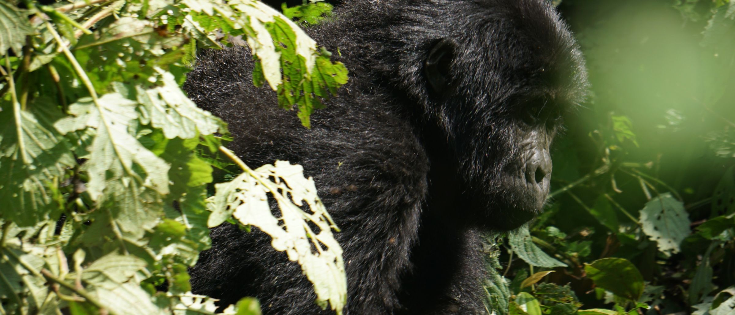 Gorilla in den Wäldern Ugandas