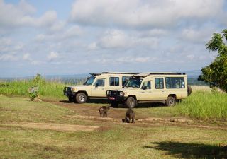 Safari Fahrzeuge und Paviane