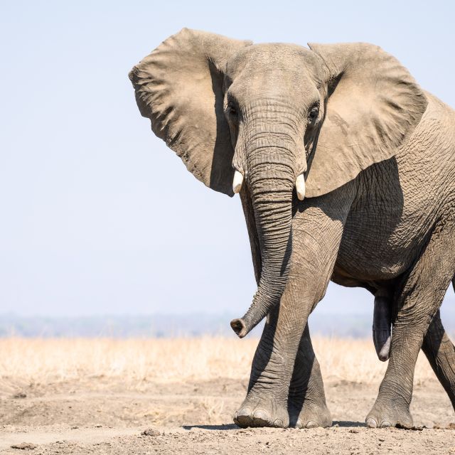 Zielstrebig auf dem Weg zum Wasser: In der Trockenzeit kommen die Elefanten von den Bergen zum Sambesi heruntergewandert, um ihren Durst zu stillen.