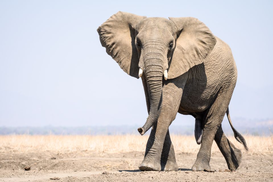 Zielstrebig auf dem Weg zum Wasser: In der Trockenzeit kommen die Elefanten von den Bergen zum Sambesi heruntergewandert, um ihren Durst zu stillen.