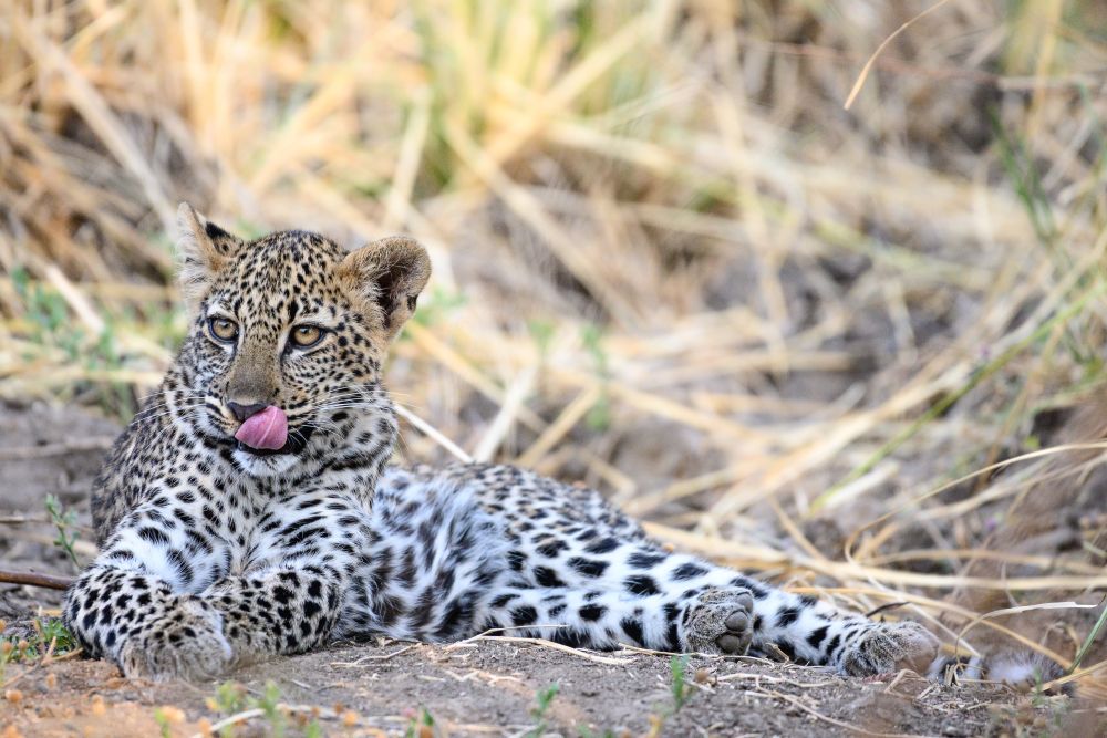 Der Nachwuchs gibt sich die Ehre: junger Leopard, Lower Zambezi National Park