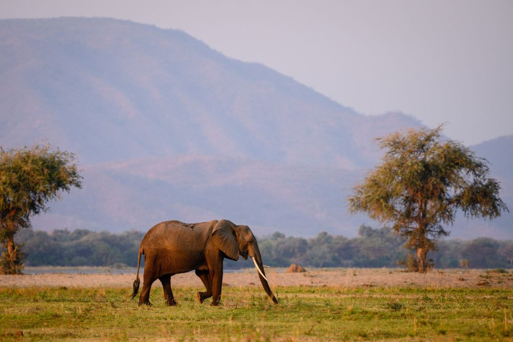 Elefant am Sambesi