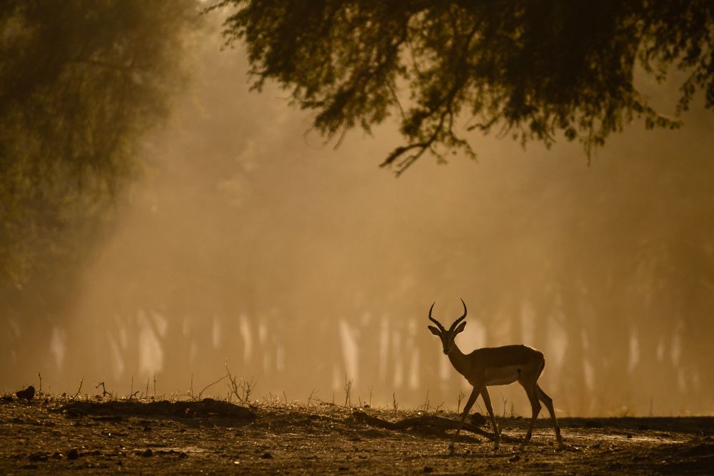 Impala im morgendlichen Gegenlicht, Lower Zambezi National Park
