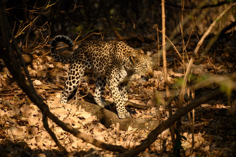 Auf der Pirsch durchs Unterholz: Leopardin im South Luangwa National Park