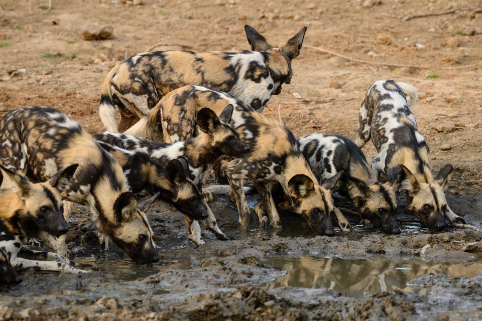 Durstige Meute: Afrikanische Wildhunde, South Luangwa National Park