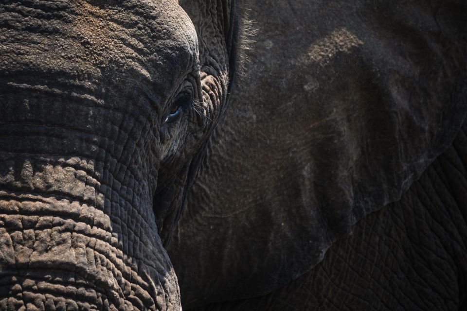 Nah dran: Elefantenporträt, Lower Zambezi National Park