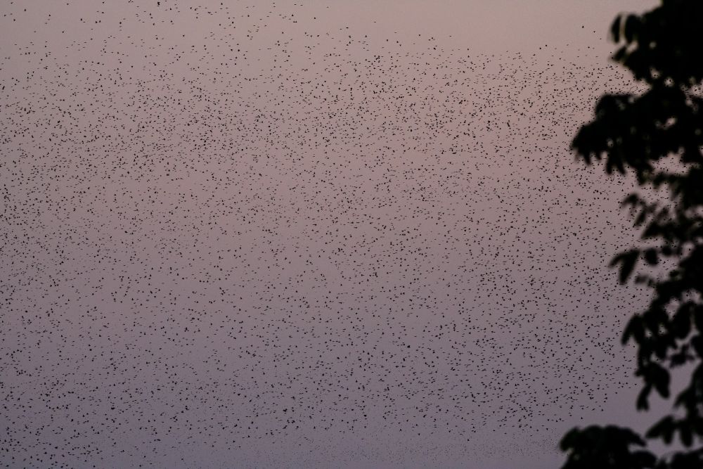 Spektakel vor Sonnenaufgang: Abertausende von Blutschnabelwebern (Quelea quelea) zeigen sich in riesigen Schwärmen am Himmel (South Luangwa National Park).