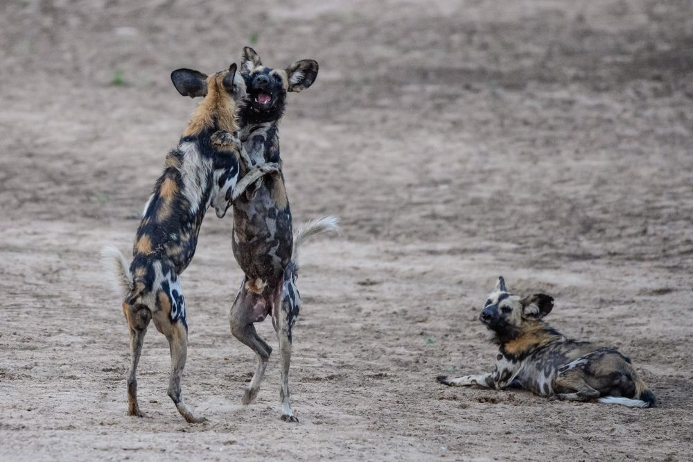 Ein Tänzchen der außergewöhnlichen Art: Afrikanische Wildhunde sind ausgesprochen soziale Geschöpfe. Intensiver Körperkontakt dient auch zur Einstimmung auf die gemeinsame Jagd (South Luangwa National Park).