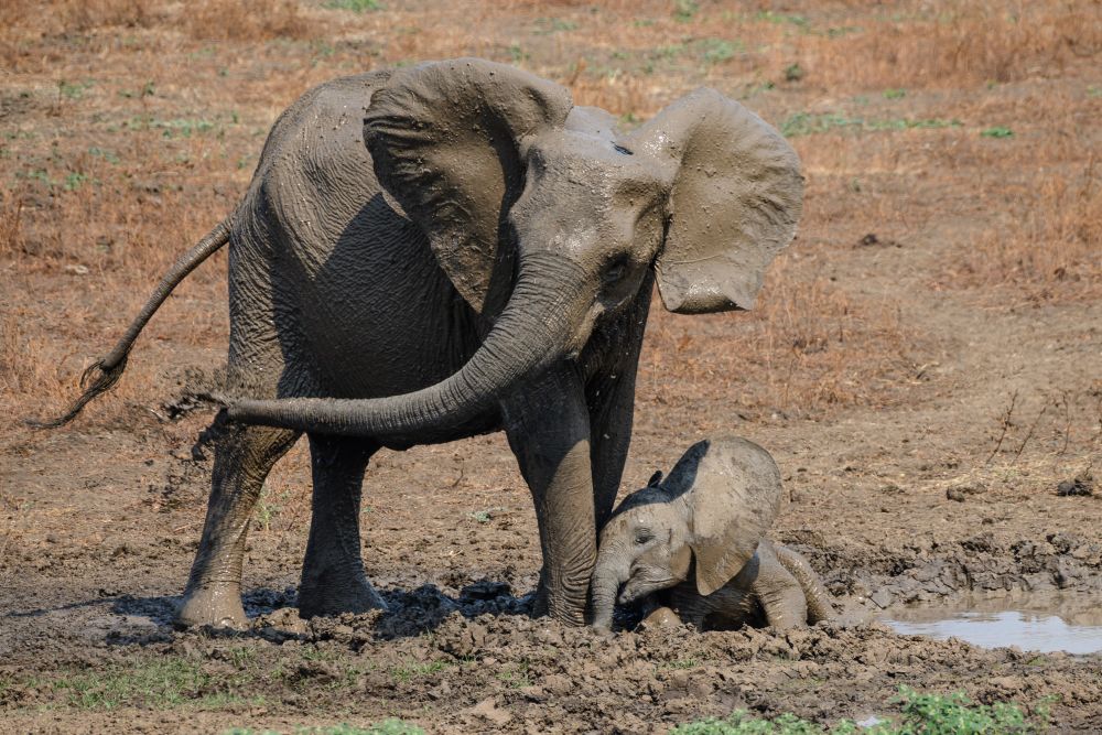 Große Freude, kleine Freude: Elefanten am Wasserloch direkt vor dem Puku-Ridge-Camp (South Luangwa National Park)