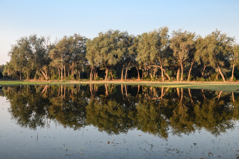 Stille Symmetrie: Akazien spiegeln sich in einer überfluteten Wiese in der Nähe des Sambesi, Zambezi National Park