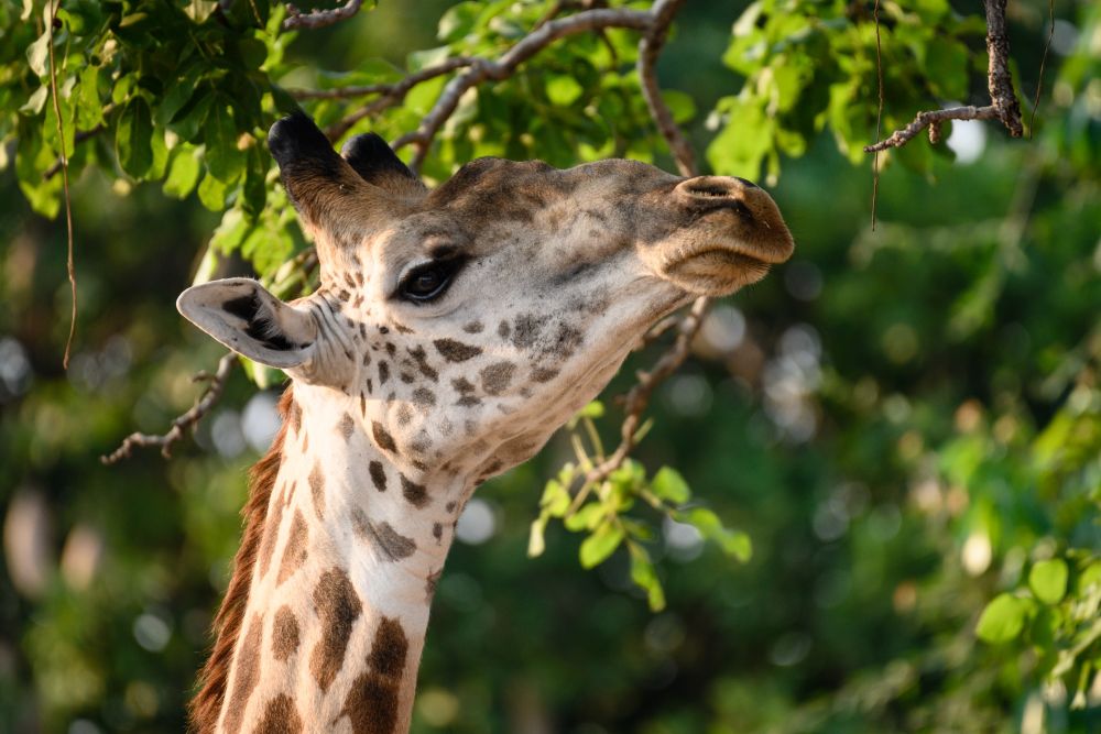 Aufmerksam: Giraffe im Morgenlicht, South Luangwa National Park