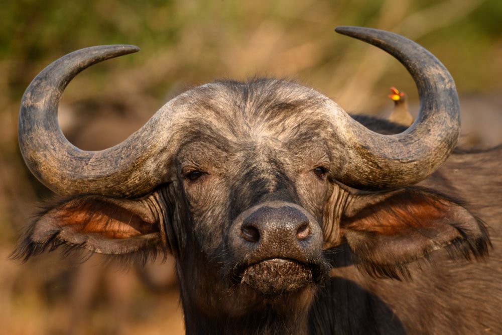 Sprichwörtlicher Dickschädel: Büffel (South Luangwa National Park)