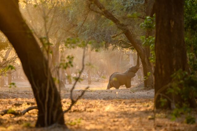 Ein Elefant reckt sich im Morgenlicht nach den Zweigen einer Akazie, Lower Zambezi National Park.