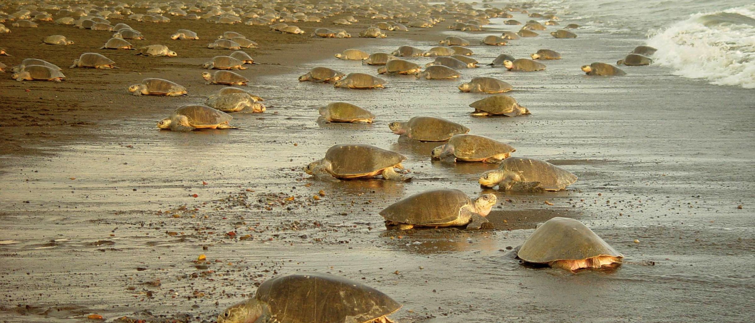 Schildkröten am Pazifikstrand der Nicoya-Halbinsel