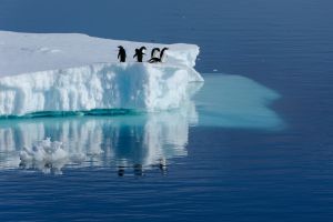 Adelie-Pinguine auf einem Eisberg