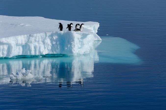 Adelie-Pinguine auf einem Eisberg © Diamir