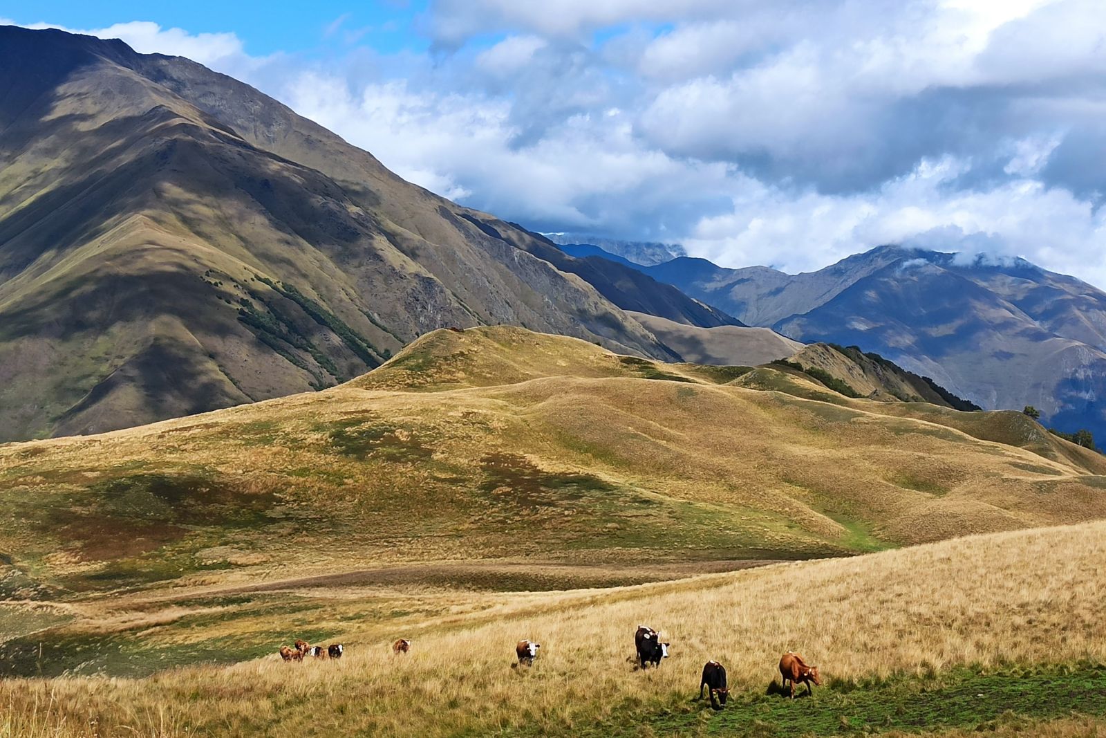 Kühe grassen friedlich vor weitsichtiger Berglandschaft, Georgien – Tuschetien