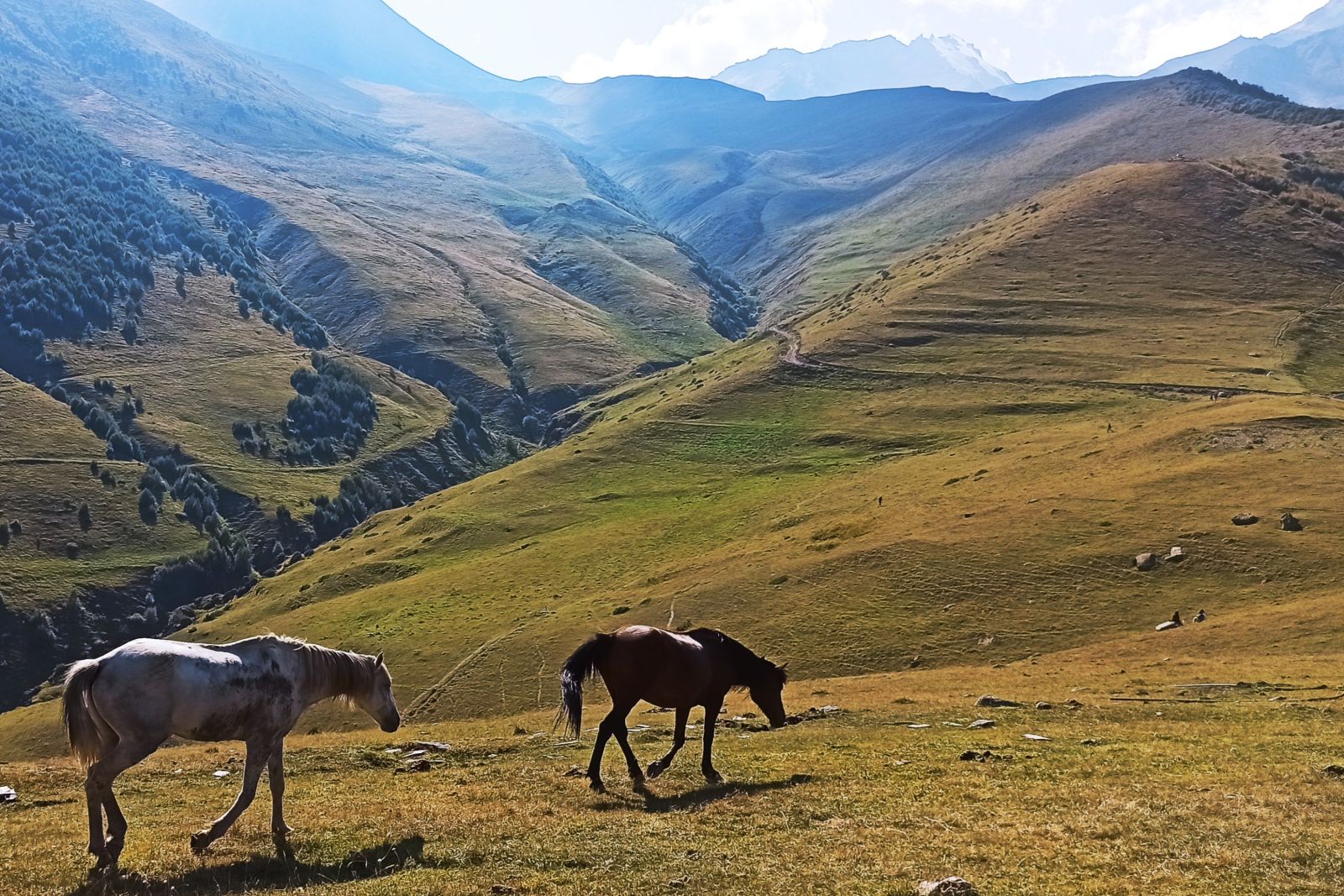 Wildpferde vor einer Bergkulisse, Georgien – Tuschetien