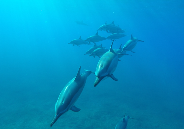Delfine vor Mauritius