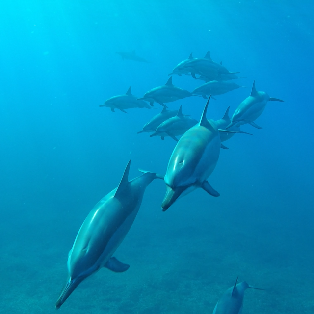 Delfine vor Mauritius