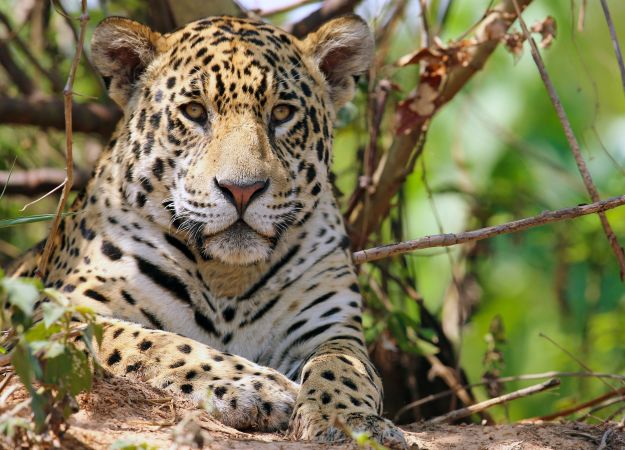 Jaguar © Diamir