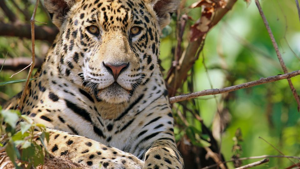 Auf Jaguar Safari im Pantanal, Brasilien