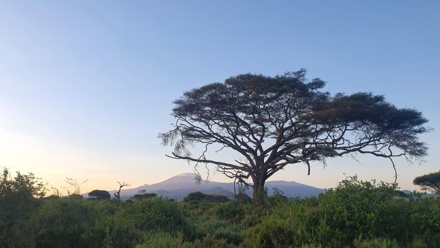 Blick auf den Kilimanjaro im Enduimet-Schutzgebiet