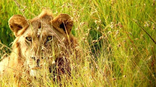 Löwe im Mkomazi-Nationalpark