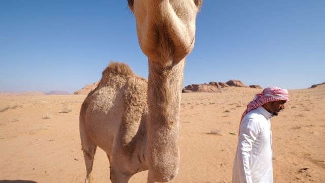 Kamel im Wadi Rum