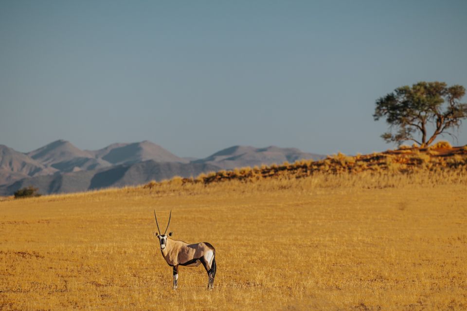 Oryxantilopen in Wüstenlandschaft