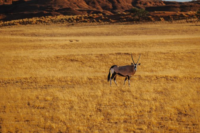Oryxantilopen in Wüstenlandschaft © Diamir