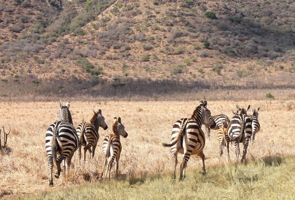 Zebras im Mkomazi-Nationalpark