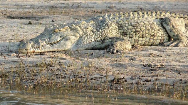 Krokodil auf einer Sandbank