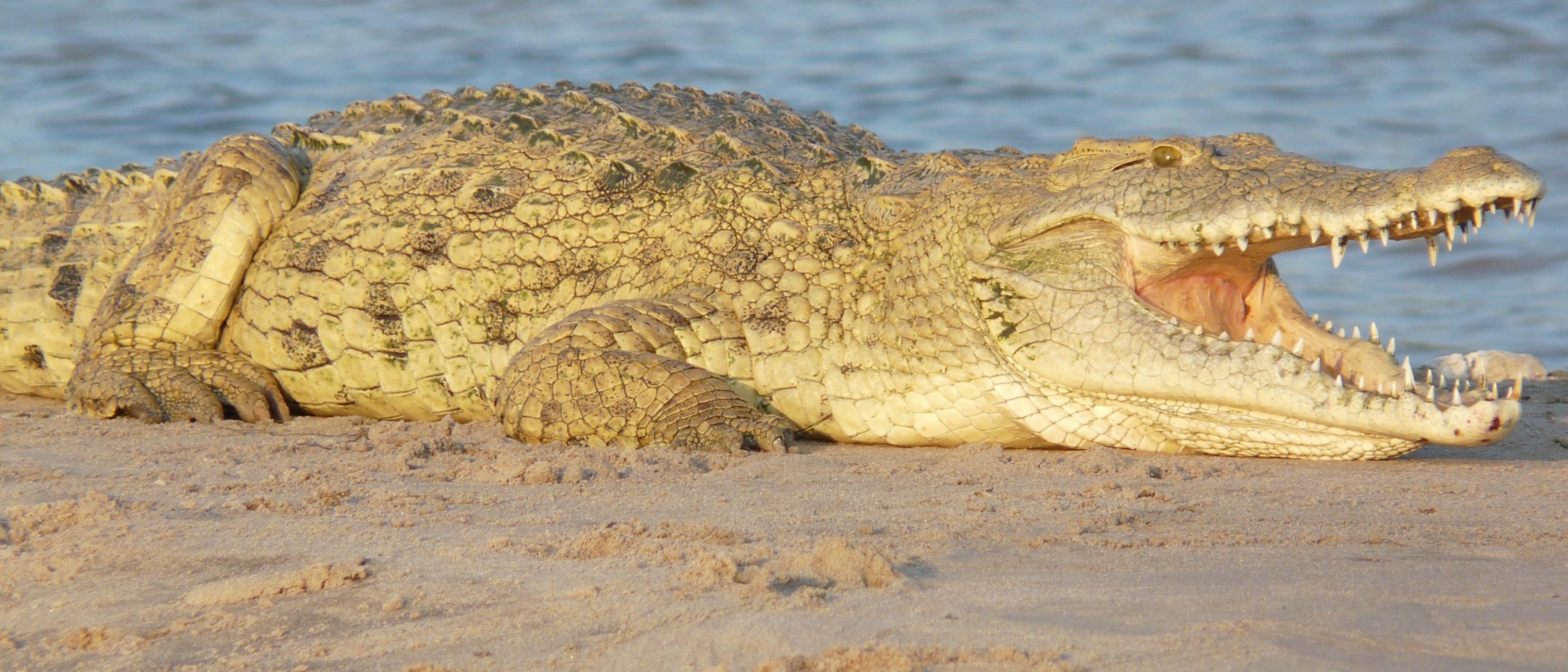 Krokodil auf einer Sandbank im Rufiji
