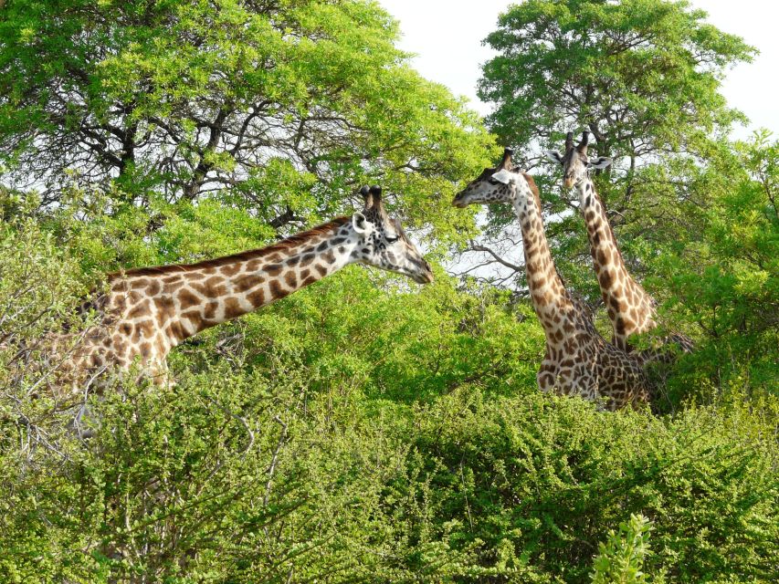 Giraffen im Katavi NP