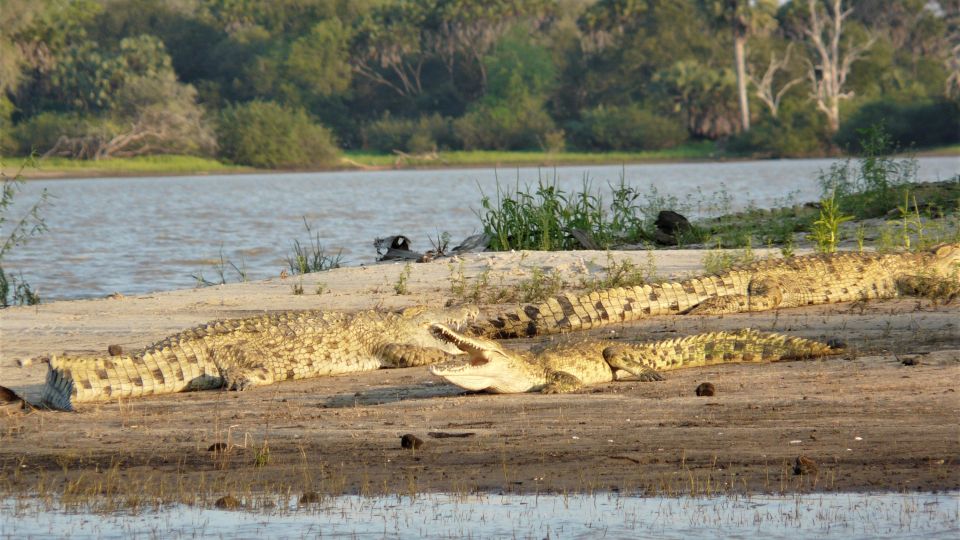 Krokodil auf Sandbank im Nyerere NP