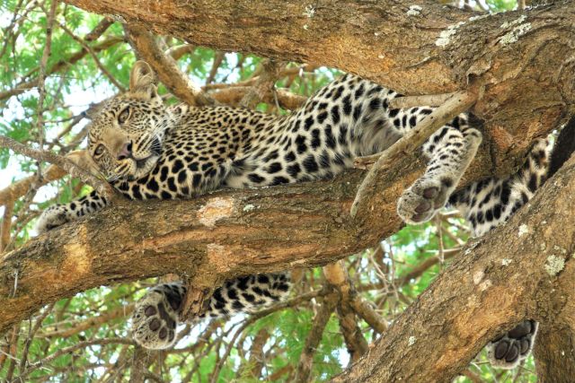 Leopard auf dem Baum im Katavi NP